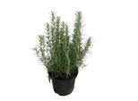 Rosmarinus Officinalis - Rosmarino 25-30 Cm - Vaso