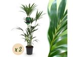 Howea Forsteriana - Palma Kentia - 2 Piante - 120-130Cm - 21Cm - Palme Da Interno Di Facile Manutenzione Con Eleganti Fronde - Piante Verdi Robuste E Purificatrici Dell'aria
