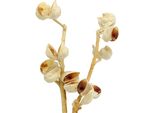 Ramoscelli Di Hakea Sbiancati Medi 5-9 Teste, Fiori Secchi Per Decorazione E Fioritura Funebre, 25 Pezzi