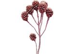Salignum Mini Coni Smerigliati Color Mora Rami Decorativi 25 Pezzi Per Fiori Secchi E Corone Funebri