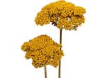 Achillea Yarrow Natural 1Kg - Fiori Secchi Color Oro Per Decorazioni E Composizioni Floreali