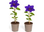 Piante Rampicanti Esotiche - Clematis The President - Set Di 2? - Clematis Clematis Clematis Clematis Clematis Clematis Clematis Clematis Clematis Clematis Clematis Clematis Clematis Clematis Clematis
