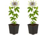 Piante Rampicanti Esotiche - Gelso - Passiflora Caerulea - Set Di 2 - Fiori Di 11 Cm?