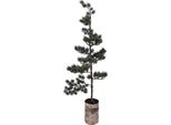 Mini Albero Di Natale Artificiale Clayre & Eef 35X35X100 Cm / 3Xaaa Legno Verde