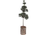 Clayre & Eef Mini Albero Di Natale Artificiale 14X14X45 Cm Legno Verde