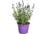 Lavanda Vera - Lavandula Angustifolia - Ø13Cm - ↕30-40Cm - 8 Piante - Pianta Da Giardino Profumata E Amica Delle Api - Per Aiuole, Balcone E Terrazza - Resistente E Facile Da Curare
