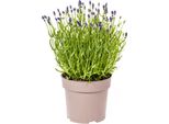 Lavanda Vera Lavandula Angustifolia - Ø19Cm - Altezza 40-50Cm - Pianta Profumata Da Giardino E Da Balcone - Amante Delle Api E Facile Da Curare