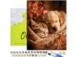 Dipingere Con I Numeri Adulti E Bambini Animali Gatto Cane 50X40 - 29 Colori Acrilici, Tela Con Telaio In Legno, 3 Pennelli E Accessori Oh Art!