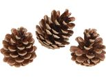 Pigne Decorative Per Idee Artigianali E Accenti Rustici