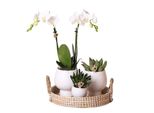 Set Completo Di Piante Scandic White | Set Di Piante Verdi Con Orchidea Bianca Phalaenopsis E Piante Grasse, Inclusi Vasi Decorativi In Ceramica