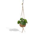 Hello Plants Pilea Peperomiodes Ufoplant - Vaso Ø 15 Cm - Altezza: 20 Cm