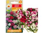 Garofano Barbuto Mix 1G Semi Di Fiori Garofani Multicolori