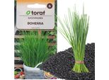 Erba Cipollina Bohemia 2G Semi Di Erba Cipollina Perenne A Crescita Rapida