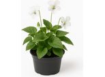 Viola Sororia 'Albiflora' - 6 Piante Perenni Viola - Piante Da Giardino Resistenti E Perenni A Fiore Bianco - Piante Perenni Primaverili Di Facile Cura Per Il Giardino E L'aiuola - Altezza Di Crescita 15 Cm - 96 Pezzi