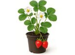Fragola - Fragaria X Ananassa "Dufterdbeere"" - 3 Piante - Fragola Da Giardino Aromatica E Profumata Con Frutti Dolci - Ideale Per Aiuole, Balconi E Letti Rialzati"