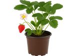 Fragola - Fragaria X Ananassa "Cambridge Favorite"" - 3 Piante - Fragola Tradizionale Da Giardino Dal Sapore Dolce E Aromatico - Varietà Robusta E Ad Alta Resa - Ideale Per Aiuole, Balconi E Letti Rialzati"