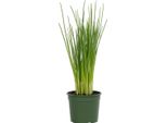 Erba Cipollina Allium Schoenoprasum - Perenne - Pianta Erbacea Resistente E Perenne - Erba Culinaria A Fiore Viola Per Giardino E Aiuole - Fiori Commestibili - Facile Da Curare E Aromatica