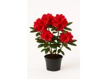 Rhododendron - Fioritura Rossa - Pianta Da Giardino Sempreverde Per Aiuole E Contenitori - Resistente, Facile Da Curare E Colorata - Ideale Per Luoghi Semi-Ombreggiati