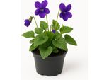 Viola Odorata 'KöNigin Charlotte' - Set Di 6 Piante Perenni Viola Profumate - Piante Da Giardino Dalla Fioritura Viola Scuro, Amiche Degli Insetti - Piante Perenni Resistenti E Facili Da Curare - Altezza Di Crescita 10 Cm - 24 Pezzi