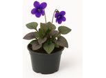 Viola Labradorica – 6 Piante Perenni Di Violetta – Piante Da Giardino Resistenti Al Freddo E Perenni Con Fiori Blu – Fogliame Rosso-Marrone – Piante Primaverili Facili Da Curare – Altezza 15 Cm – 24 Pezzi