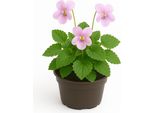 Viola Sororia 'Freckles' - 6 Piante Perenni Viola - Fiori Primaverili Di Colore Rosa Chiaro Per Giardino E Aiuole - Pianta Resistente, Facile Da Curare E Perenne - Altezza Compatta 15 Cm - 36 Pezzi