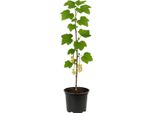 Ribes Rubrum 'WeißE Versailler' - Ribes Bianco - Pianta Aromatica E Dalle Bacche Delicate Per Giardini E Siepi - Resistente E Ad Alto Rendimento - Maturazione Dei Frutti Luglio-Agosto