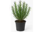 Rosmarino Rosmarinus Officinalis / Salvia Rosmarinus - Set Di 2 - Semi-Arbusto Verde Inverno - Erba Profumata E Perenne - Fiori Viola Chiaro Da Aprile A Giugno - Facile Da Curare E Da Insetti - Per Giardino, Balcone E Patio