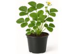 Fragola "Elsanta"" (Fragaria X Ananassa) - 3 Piante - Classica Con Frutti Grandi E Dolci-Aromatici - Alta Resa, Robusta E Resistente - Ideale Per Giardino, Letto E Balcone"