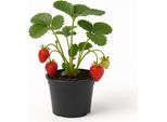 Fragola "Mara Des Bois"" (Fragaria X Ananassa) - 3 Piante - Fragola Mensile Dal Sapore Dolce-Aromatico Di Fragola Selvatica - Lungo Periodo Di Raccolta Giugno-Ottobre - Resistente All'inverno E Facile Da Curare"