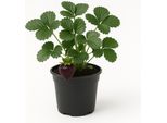 Fragola "Nerina"" (Fragaria X Ananassa) - Rarità Di Fragola Nera - 3 Piante - Frutti Dal Rosso Scuro Al Nero - Maturazione Tardiva E Molto Aromatica - Resistente E Facile Da Curare"