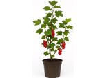 Ribes Rubrum 'Jonkheer Van Tets' - Ribes Rosso - Pianta A Bacca Precoce E Aromatica Per Giardini E Siepi - Ad Alto Rendimento, Facile Da Curare E Resistente - Maturazione Dei Frutti A Fine Giugno