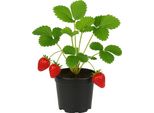 Fragola Fragaria X Ananassa 'Ostara' - 3 Piante - Varietà Remontante Con Frutti Grandi E Aromatici - 3 Piante - Sempreverde, Resistente E Ad Alta Resa Per Giardino E Balcone