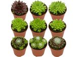 Houseleek (Sempervivum) - Set Di 12 Piante Grasse Miste - Piante Grasse Resistenti Per Giardini, Giardini Rocciosi E Tetti Verdi - Facili Da Curare, Resistenti Alla Siccità E Ideali Per Luoghi Soleggiati