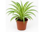 Giglio Verde (Chlorophytum) - Pianta D'appartamento Facile Da Curare Con Germogli Pendenti - Ideale Per Ambienti Da Soleggiati A Ombreggiati - Purificante Dell'aria E Robusta