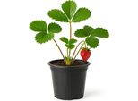 Fragola Fragaria X Ananassa 'Darselect' - 3 Piante - Fragola Da Giardino Precoce E Ad Alta Resa Con Frutti Sodi E Aromatici - Varietà Robusta E Resistente All'inverno Per Aiuole E Balconi