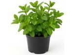Menta Piperita (Mentha Piperita) - Pianta Aromatica E Resistente Per Giardino E Balcone - Ideale Per Tè, Dolci E Cucina - Fortemente Profumata, Facile Da Curare E Perenne