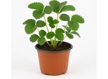 Fragola "Florence"" (Fragaria X Ananassa) - 3 Piante - Varietà Tardiva Con Frutti Aromatici-Dolci - Lungo Periodo Di Raccolta Giugno-Ottobre - Resistente All'inverno E Facile Da Curare"