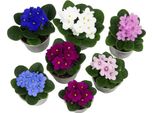 Violette Usambara (Saintpaulia) In Un Mix Di Colori - Set Di 6 Piante Da Appartamento Colorate - Piante Da Fiore Di Facile Cura Per Interni - Ideali Per Davanzali E Uffici - Decorative E Di Lunga Durata