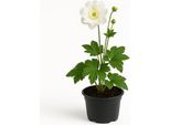 Anemone Hupehensis (Anemone Autunnale) - Doppia Fioritura Bianca - Perenne Resistente Di 60-70 Cm - Pianta Da Giardino Decorativa Per Sole E Ombra Parziale