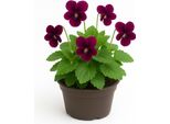 Viola Sororia 'Rubra' - 6 Piante Perenni Viola - Fiori Rosso Vino, Piante Da Giardino Resistenti E Perenni - Fioriture Primaverili Facili Da Curare Per Il Giardino E Le Aiuole - Altezza Di Crescita 15 Cm - 24 Pezzi