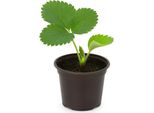 Fragola Fragaria X Ananassa Herzbergs Triumph - 3 Piante - Varietà A Lunga Durata Giugno-Ottobre - Fragola Aromatica Da Giardino Per Ambienti Da Soleggiati A Semi-Ombreggiati - Per Aiuole, Balconi E Letti Rialzati
