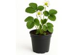 Fragola Fragaria X Ananassa Madame Moutot - 3 Piante - Fragola Aromatica Da Giardino Per Ambienti Da Soleggiati A Semi-Ombreggiati - Raccolta Precoce A Giugno - Per Aiuole E Letti Rialzati