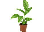 Calathea - Pianta Tropicale Da Appartamento Con Foglie Decorative - Pianta Da Ombra Che Purifica L'aria Per Il Soggiorno E L'ufficio - Facile Da Curare Ed Esotica