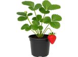 Fragola Fragaria X Ananassa 'Sonata' - 3 Piante - Fragola Da Giardino Aromatica E Ad Alto Rendimento - Varietà Robusta Per Giardino E Balcone - Resistente, Facile Da Curare E Dal Gusto Dolce