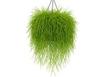 Rhipsalis Cassutha (Cactus Corallino) In Vaso Sospeso - 6 Piante - Pianta Esotica Sospesa Con Lunghi Viticci - Pianta D'appartamento Facile Da Curare Per Ambienti Luminosi - Purificante Dell'aria E Decorativa