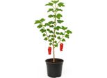Ribes Rubrum 'Rote VierläNder' - Ribes Rosso - Pianta Da Bacche Aromatiche E Ad Alto Rendimento Per Giardino E Siepe - Posizione Soleggiata - Pianta Da Frutto Resistente Per Consumo Fresco E Marmellata