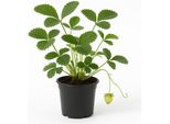 Fragola Rampicante (Fragaria X Ananassa) - 3 Piante - Pianta Di Fragola Resistente All'inverno Con Lunghi Viticci - Per Aiuole, Contenitori E Cesti Appesi - Frutti Dolci Da Giugno Al Gelo - Facile Da Curare E Ad Alto Rendimento