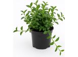 Pervinca A Foglie Piccole (Vinca Minor) - Set Di 3 Piante Tappezzanti Resistenti - Fiori Blu-Viola Da Aprile A Settembre - Sempreverde E Facile Da Curare - Per Sole E Ombra - Crescita Densa E Perenne