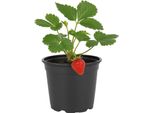 Fragaria - Lampone Fragola - 3 Piante - Rarità Rara Con Sapore Unico Di Lampone E Fragola - Frutti Aromatici - Resistente E Facile Da Curare Per Giardino E Balcone