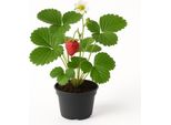 Fragola - Fragaria X Ananassa "German Spice Strawberry"" - 3 Piante - Varietà Aromatica E Tradizionale Con Frutti Dal Sapore Intenso - Ideale Per Aiuole, Balconi E Letti Rialzati - Varietà Impollinatrice Necessaria"